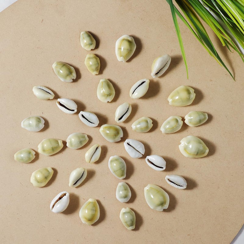 9Dzine Natural Pili Lakshmi Kaudi for Wealth Success 21 Pcs Original Yellow Kawri Cowrie for Diwali Puja Temple Festival Gifts Laxmi Pooja Room - Image 2