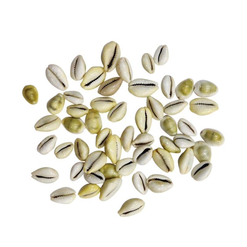9Dzine Natural Pili Lakshmi Kaudi for Wealth Success 21 Pcs Original Yellow Kawri Cowrie for Diwali Puja Temple Festival Gifts Laxmi Pooja Room - Image 1