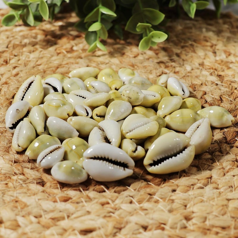9Dzine Natural Pili Lakshmi Kaudi for Wealth Success 21 Pcs Original Yellow Kawri Cowrie for Diwali Puja Temple Festival Gifts Laxmi Pooja Room - Image 3