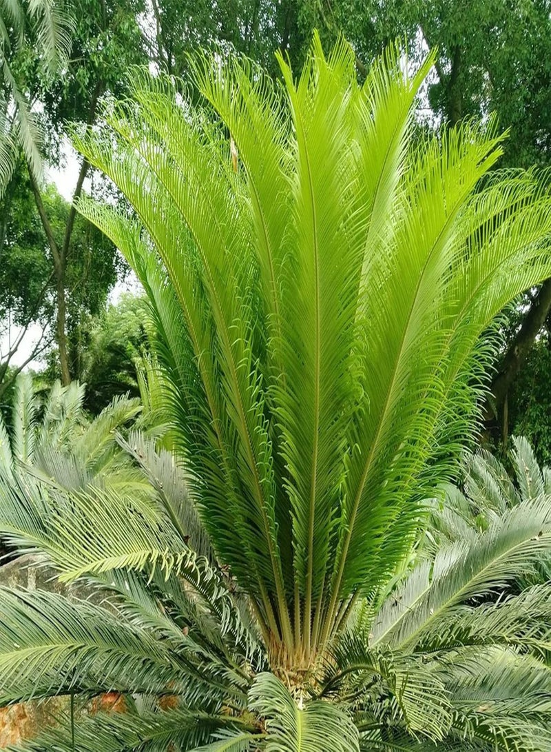 جي جوت مجموعات أدوات البستنة المنزلية DIY من بذور شجرة نخيل الساغو الخضراء الاستوائية للحديقة وبذور الساغو السيكاس - Image 4