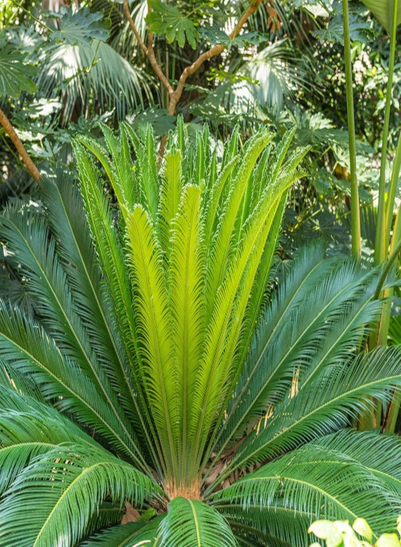 جي جوت مجموعات أدوات البستنة المنزلية DIY من بذور شجرة نخيل الساغو الخضراء الاستوائية للحديقة وبذور الساغو السيكاس - Image 5