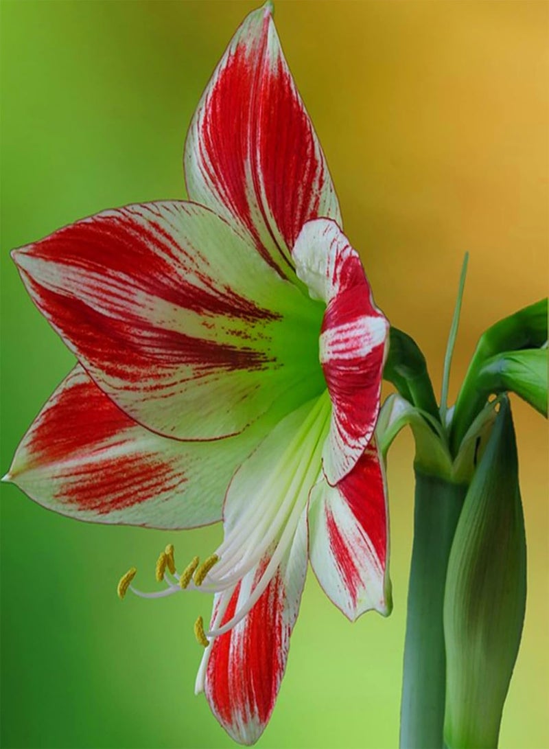 GGOOT 2pcs Red Amaryllis Seeds Placed Indoors Good Choice for Decorating Bedroom Study Room Living Room Suitable Novices Small Space Simple - Image 2