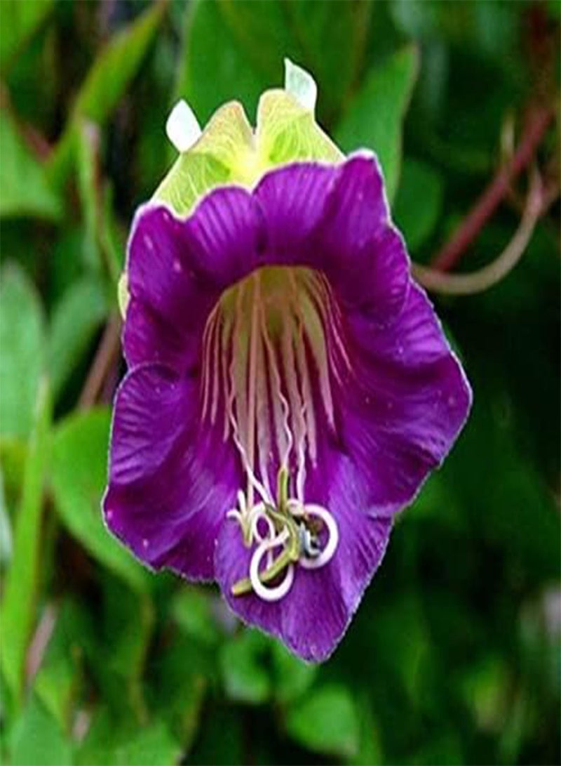 جي جوت كوب وصحن كرمة بنفسجية، 16 بذرة، زهرة متسلقة من نوع كوبيا سكاندنز، مناسبة للحديقة والفناء، ومفيدة كهدايا (16 بذرة) - Image 2