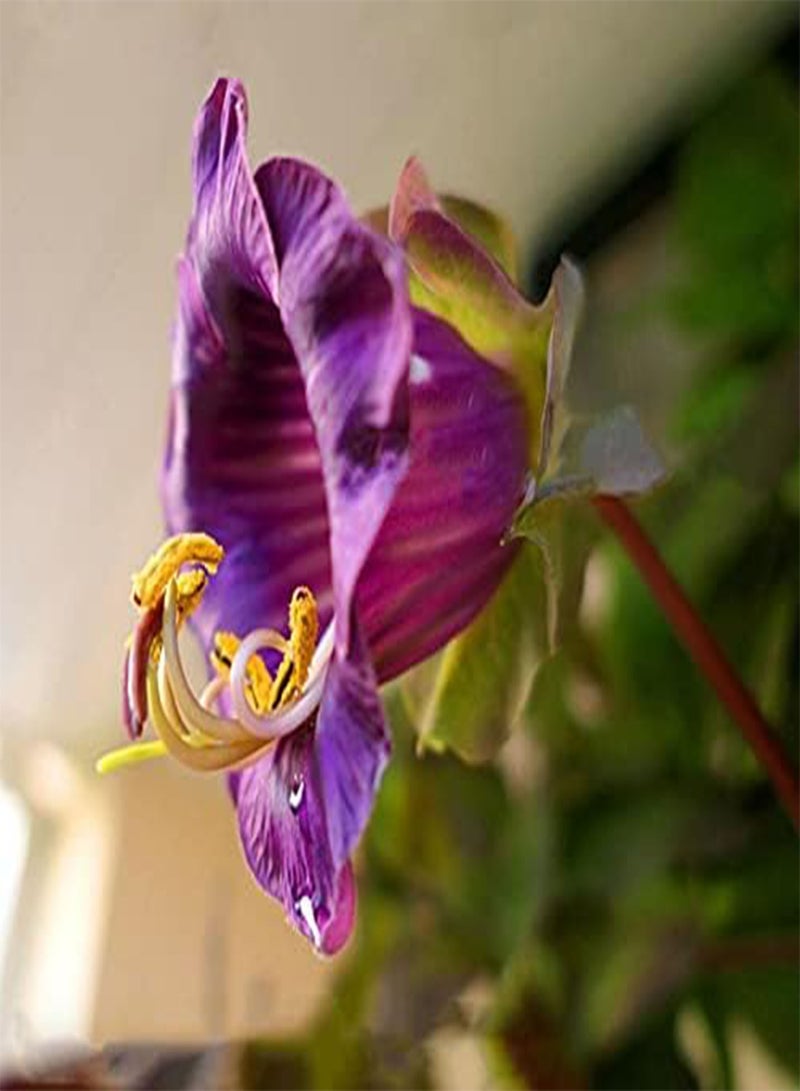 جي جوت كوب وصحن كرمة بنفسجية، 16 بذرة، زهرة متسلقة من نوع كوبيا سكاندنز، مناسبة للحديقة والفناء، ومفيدة كهدايا (16 بذرة) - Image 1