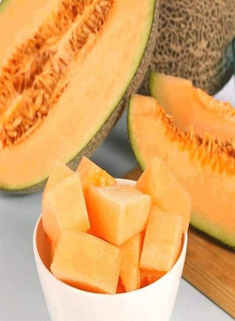 جي جوت 100 قطعة من بذور الشمام، بذور فاكهة معمرة غير معدلة وراثيًا، ذات رائحة غنية، مناسبة للبستنة وإنشاء حدائق داخلية وزراعة فعالة - Image 3