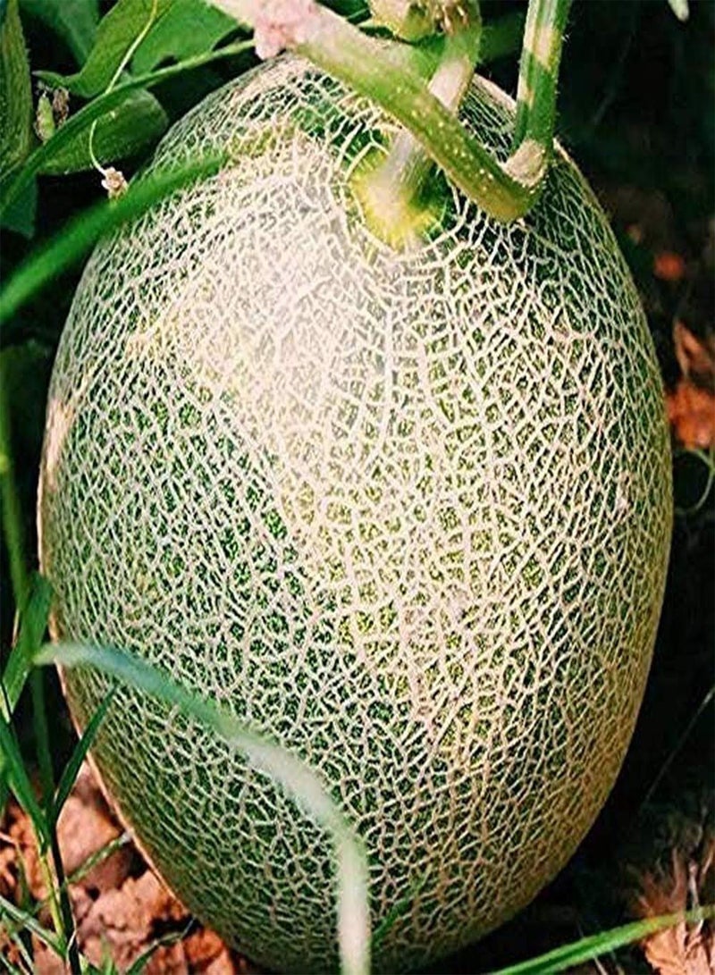 جي جوت 100 قطعة من بذور الشمام، بذور فاكهة معمرة غير معدلة وراثيًا، ذات رائحة غنية، مناسبة للبستنة وإنشاء حدائق داخلية وزراعة فعالة - Image 1