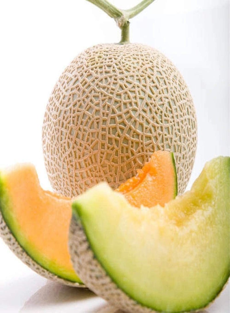 جي جوت 100 قطعة من بذور الشمام، بذور فاكهة معمرة غير معدلة وراثيًا، ذات رائحة غنية، مناسبة للبستنة وإنشاء حدائق داخلية وزراعة فعالة - Image 2