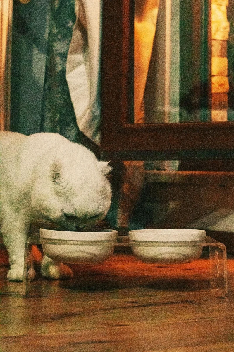 Pikas Cat and Dog Decorative 2-Piece Ceramic Plexiglass Food & Water Bowl + Mat