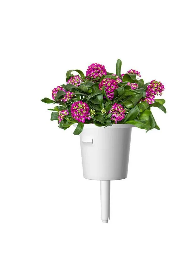 Click & Grow عبوات نباتات أليسم حلوة بثلاث قطع