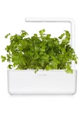 Click & Grow Plant pod 3-pack Sweet Alyssum