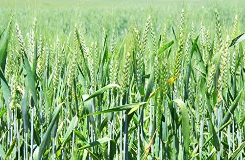 GREEN WORLD Pusa Tejas Hi - 8759 Wheat Seeds For Farming Or Agriculture (1 Kg Seeds) - Image 2