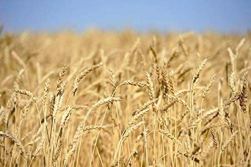 GREEN WORLD Pusa Tejas Hi - 8759 Wheat Seeds For Farming Or Agriculture (1 Kg Seeds) - Image 3