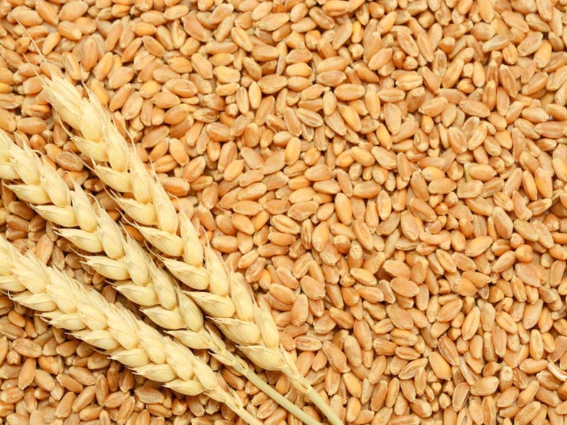 GREEN WORLD Pusa Tejas Hi - 8759 Wheat Seeds For Farming Or Agriculture (1 Kg Seeds) - Image 1