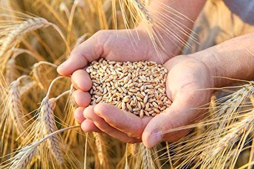 GREEN WORLD Pusa Tejas Hi - 8759 Wheat Seeds For Farming Or Agriculture (1 Kg Seeds) - Image 5