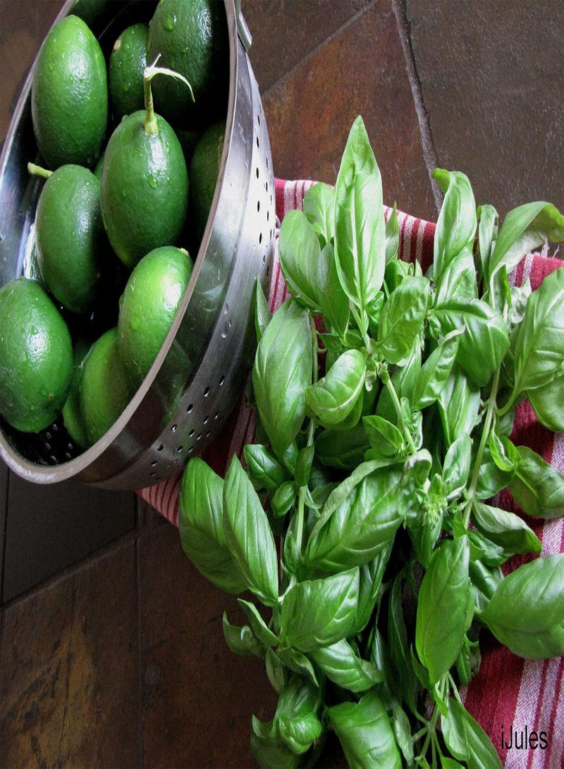 جي جوت بذور الريحان الليموني * نكهة الحمضيات * رائحة الليمون الحامض * 100 بذرة * ذواقة * - Image 4