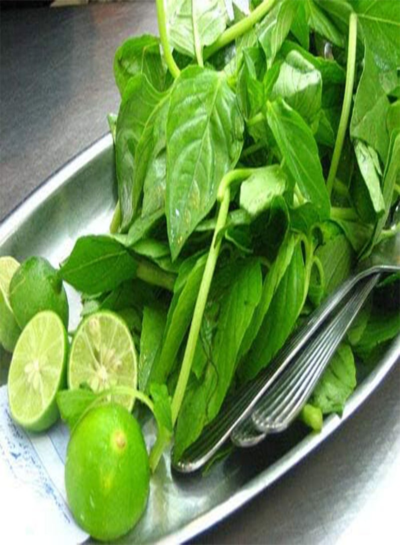 جي جوت بذور الريحان الليموني * نكهة الحمضيات * رائحة الليمون الحامض * 100 بذرة * ذواقة * - Image 3