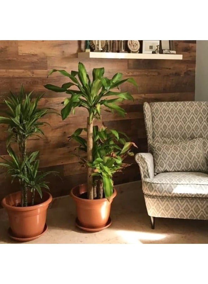 بلاستيكنا مركن زرع (أصيص) برواز دائري متين مقاوم لعوامل الطقس مع صينية، لون بني، مقاس 20 - Image 2