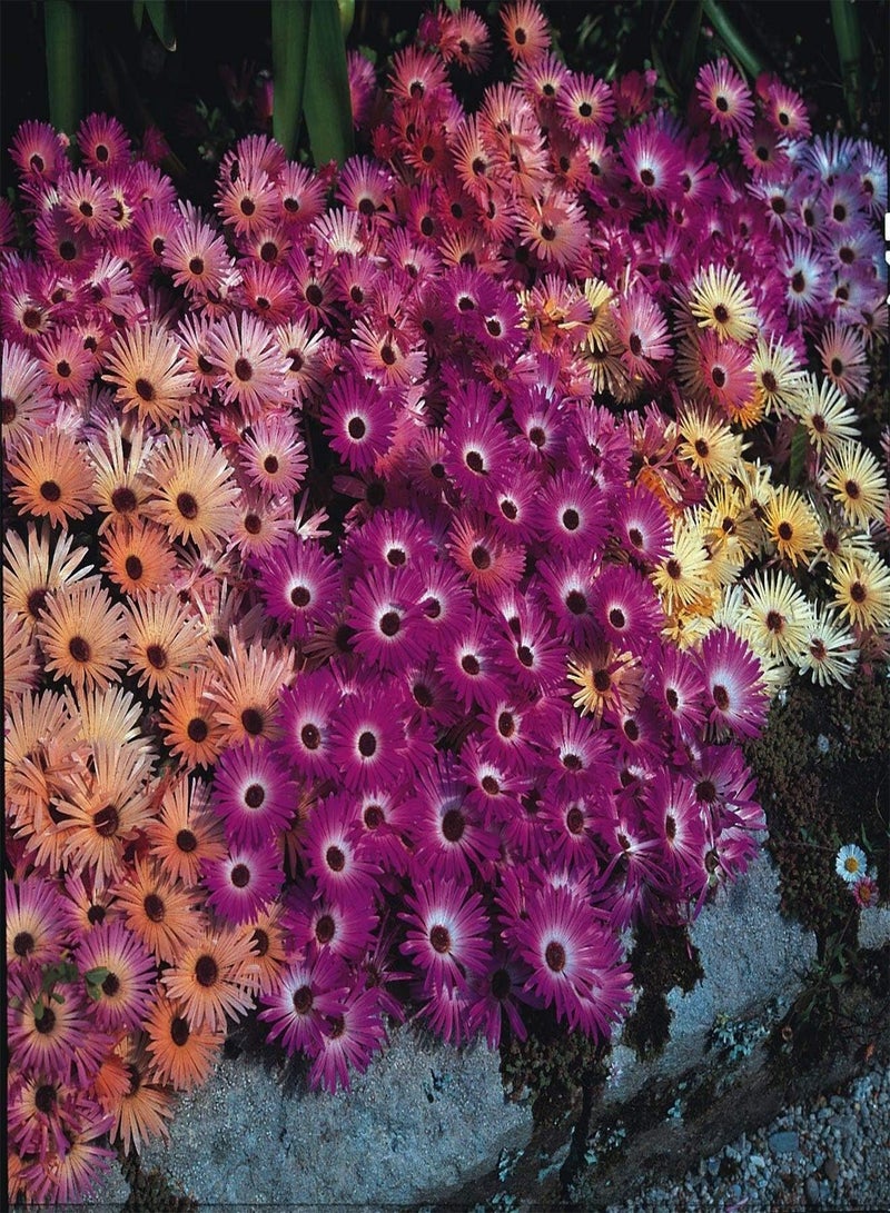 GGOOT Approx 200 Seeds of Flower Mesembryanthemum Magic Carpet Mixed