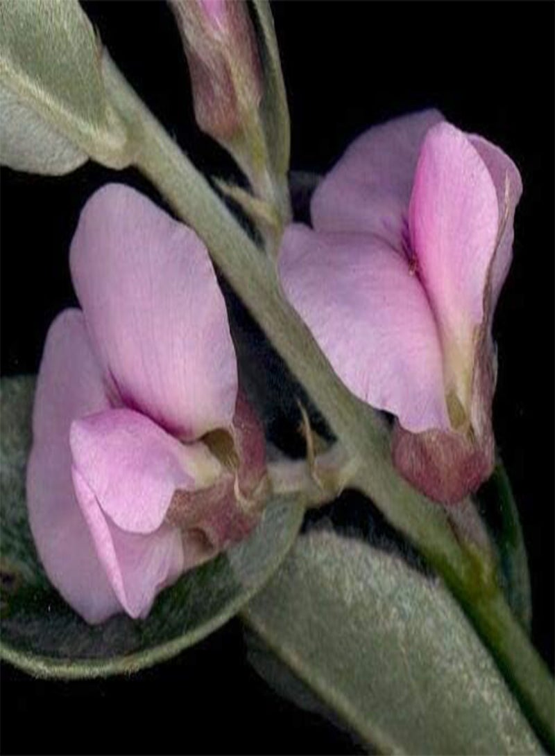 GGOOT Unusual Silky Necklace Pod - Fresh Seeds - NPWS 