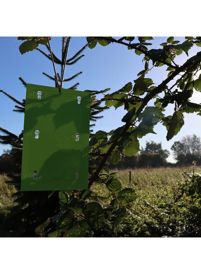 STV Horse Chestnut Leaf Miner Trap - Twinpack - Image 4