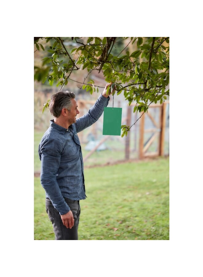 STV Horse Chestnut Leaf Miner Trap - Twinpack - Image 3