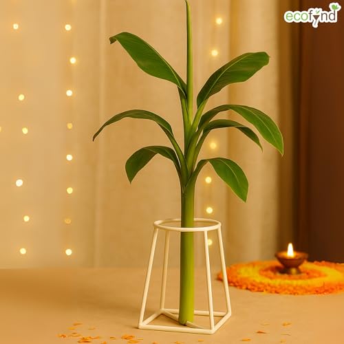 ecofynd Metal White Banana Plant Stand, Pack of 2 Heavy Decorative Leaf Stand for Plant, Tree, Stem, Ideal for Home Festival Decor, Placing Puja, Religious & Other Ceremonies Use - Image 3