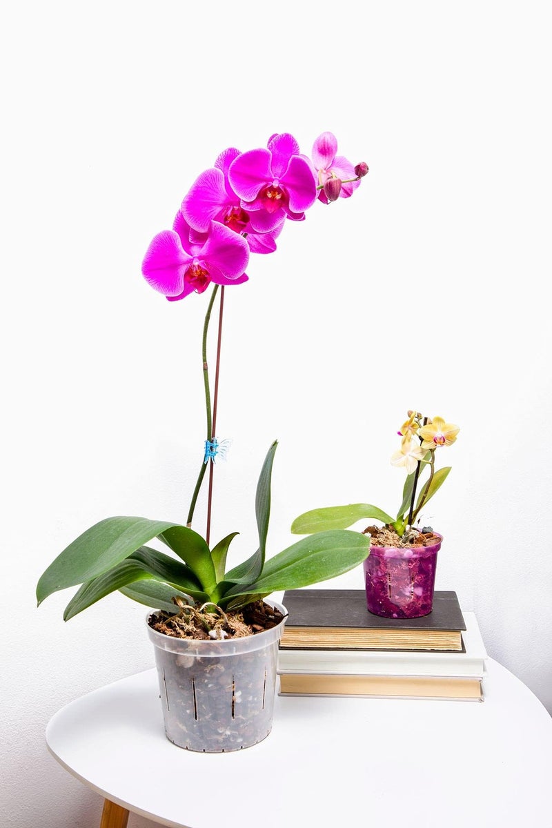 rePotme Orchid Potting Mix - Phalaenopsis Monterey Dark Imperial Orchid Potting Mix - (MINI Bag) - Hand Blended in The USA - Image 5