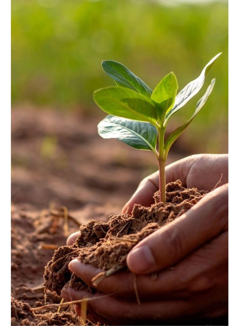 Premium Organic Coco Coir Growing Medium, Rich Potting Mix for Plants-3 KG - Image 3