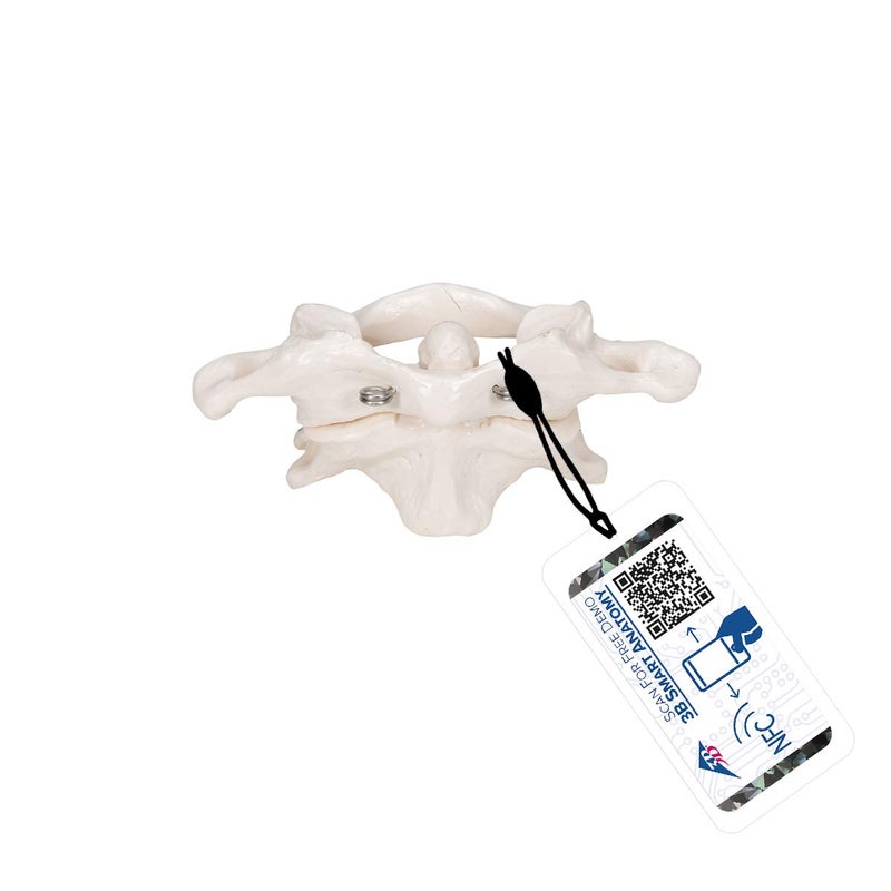 3B Scientific A71 Atlas and Axis w/out stand - 3B Smart Anatomy - Image 1