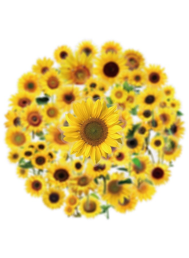 ملصقات عباد الشمس، 50 قطعة، ملصقات عباد الشمس الشفافة الواقعية، ملصقات مقاومة للماء لأجهزة الكمبيوتر المحمول والقرطاسية والأمتعة وسجلات القصاصات وزجاجات المياه وحافظات الهواتف وديكورات الحفلات ذات الطابع الزهري - Image 3