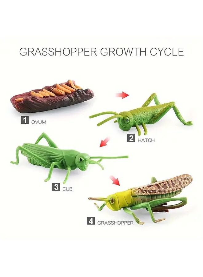 مجموعة لعبة دورة حياة الجندب طقم نموذج الحشرة وسيلة تعليمية تعليمية للأطفال - Image 1