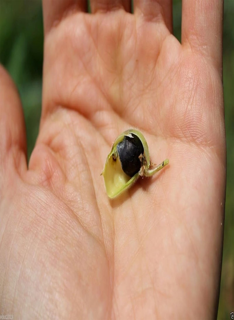 GGOOT Black Chick Seed, Aka Kala Chana, Garbanzo  & Gram, (100 Seeds) Organic. - Image 2