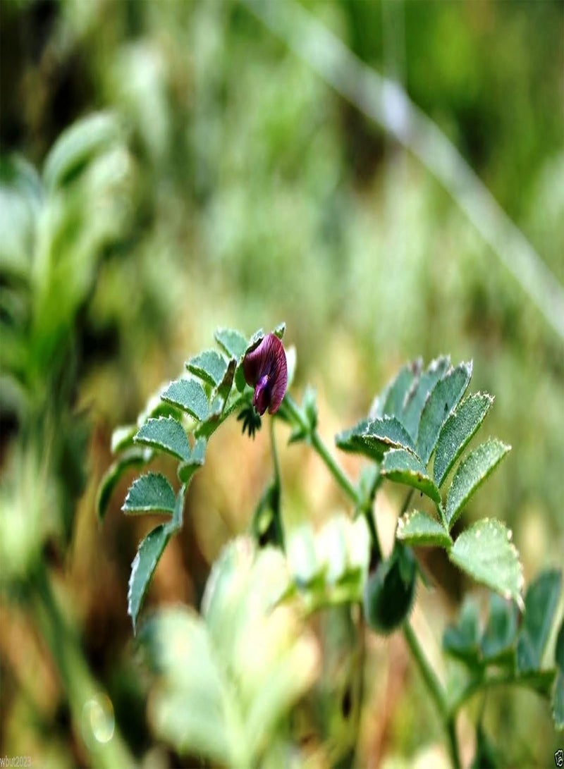 GGOOT Black Chick Seed, Aka Kala Chana, Garbanzo  & Gram, (100 Seeds) Organic. - Image 3