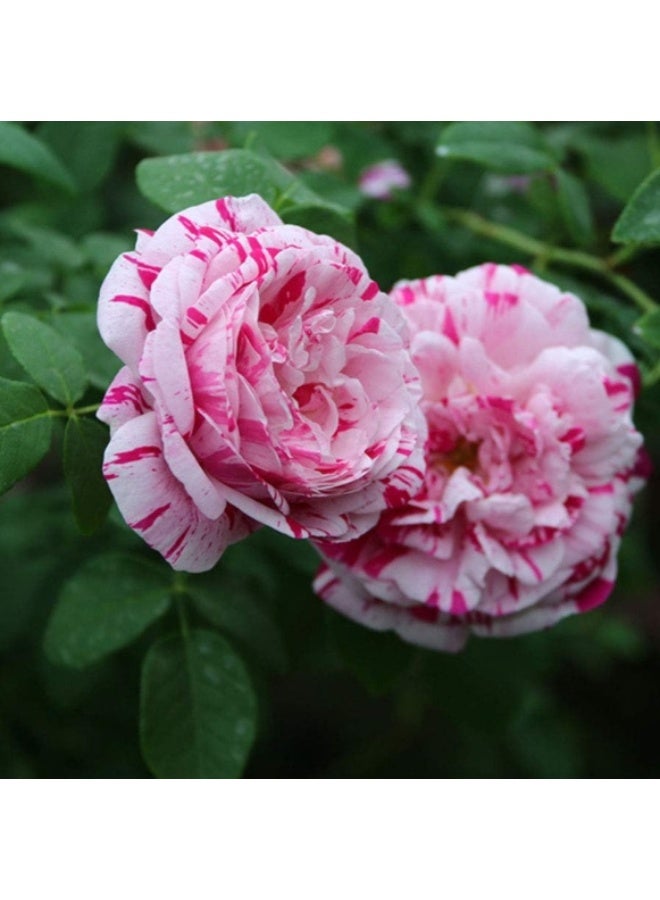 100PCS Beauty Lotus Rose Seeds Pink Easy Grow Rose Flower Fresh Plants Seeds for Planting Garden Outdoor Indoor - Image 1