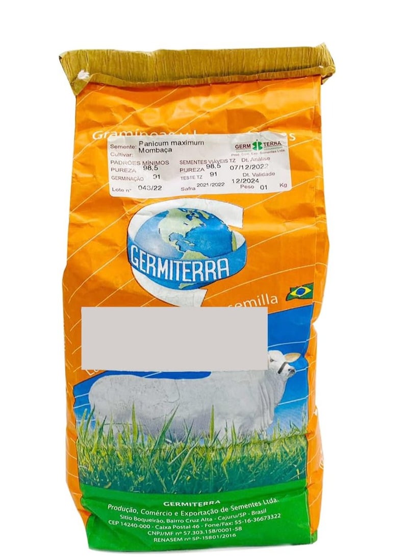 Germiterra Bonicam Mombasa F1 Quality Seeds Made in Brazil/Panicum bembasa seeds Tanzania Grass/Suitable for UAE Climate 1kg