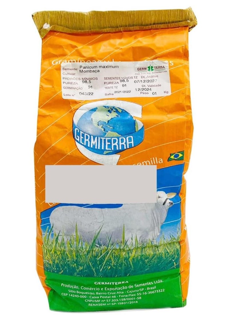 بذور عالية الجودة مصنوعة في البرازيل/بذور بانيكوم بيمباسا عشب تنزانيا مناسبة لمناخ الإمارات العربية المتحدة