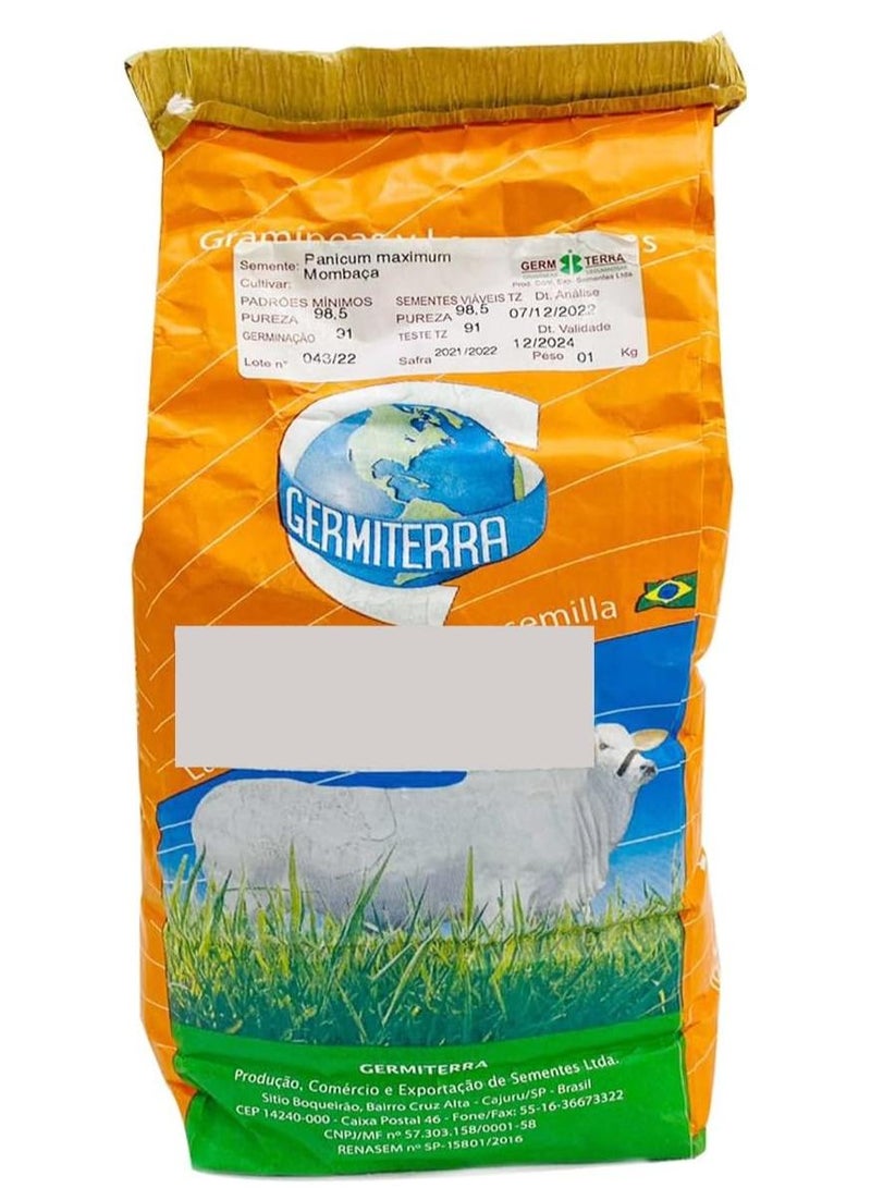 بذور عالية الجودة مصنوعة في البرازيل/بذور بانيكوم بيمباسا عشب تنزانيا مناسبة لمناخ الإمارات العربية المتحدة