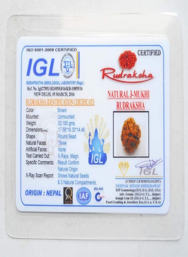 Maalavya 3 Mukhi Rudraksha with Certificate - Image 2