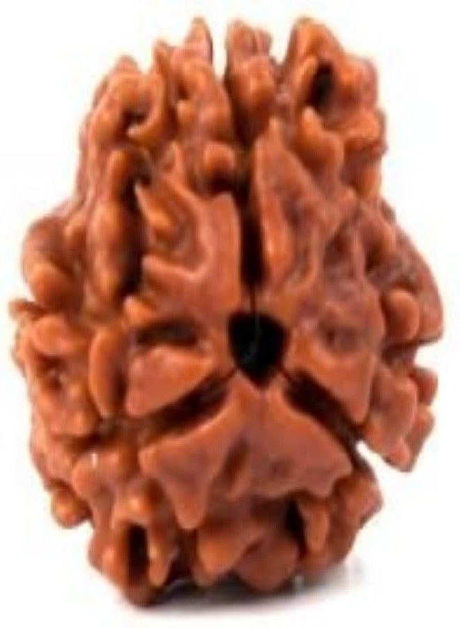 Maalavya 3 Mukhi Rudraksha with Certificate - Image 1