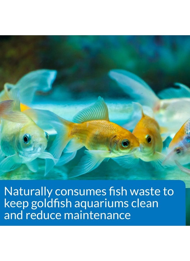API API GOLDFISH CARE PACK Aquarium Water Conditioner 1.25-Ounce Bottle  - Image 3