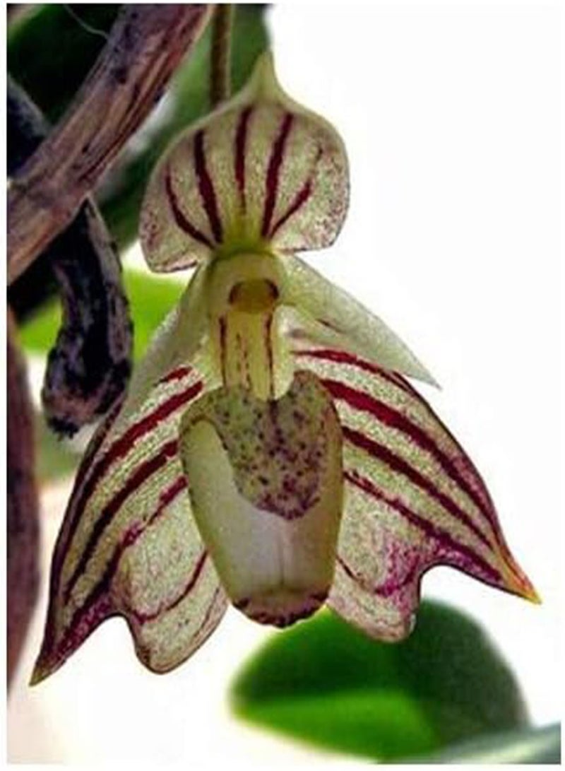 GGOOT Beautiful Cypripedium Seeds Balcony Potted Bonsai Flower Seeds Flower Seeds Garden Pocket Slipper Orchid 10Pcs