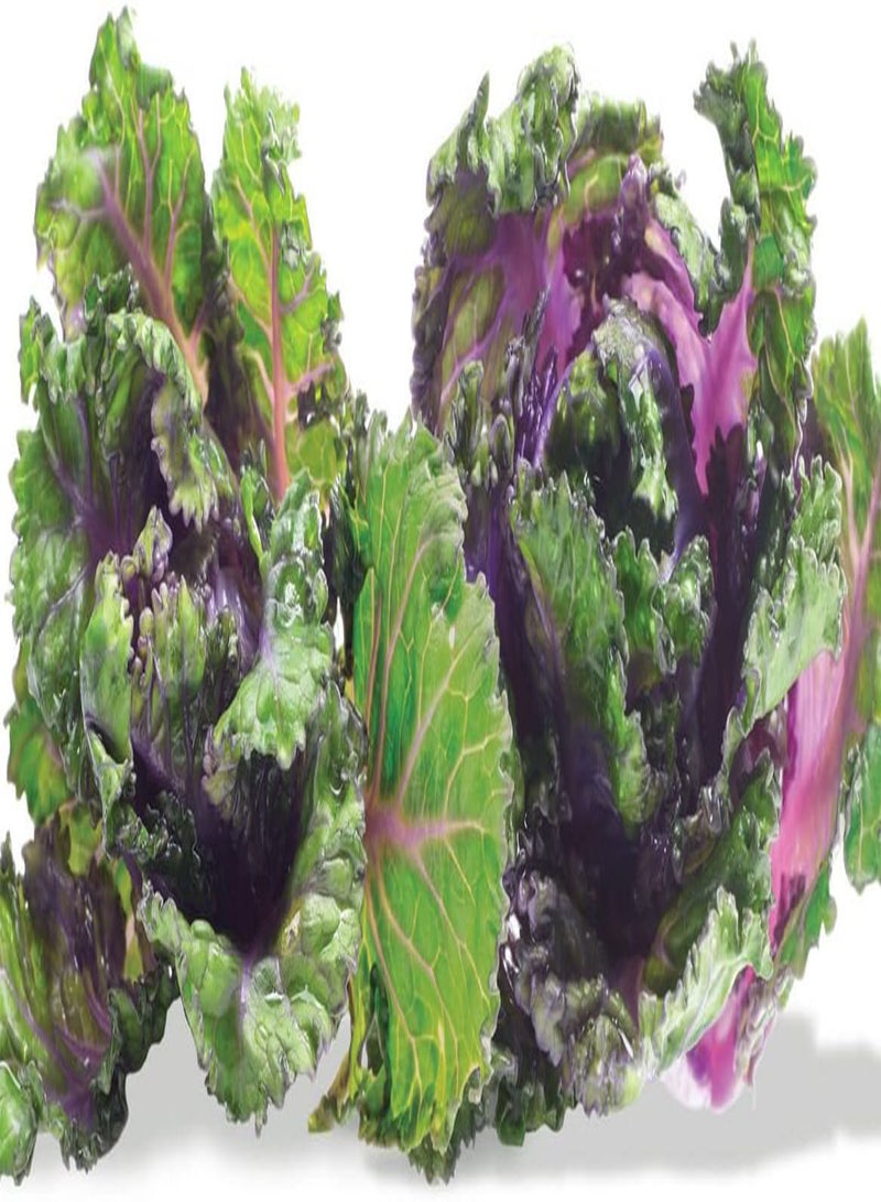 جي جوت - 20 × بذور كاليتس المعروفة سابقًا باسم بذور الخضروات الصغيرة من نوع براعم الزهور - Image 1