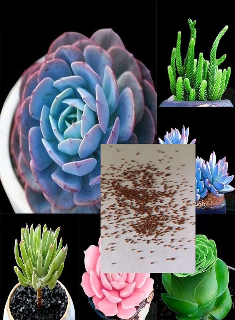 GGOOT Seed for Planting,100Pcs/Bag Succulent Seeds Mini Multi-use Temperature Sensitive Aesthetic Plant Seeds for Desktop Plant Seeds for Office-F - Image 2