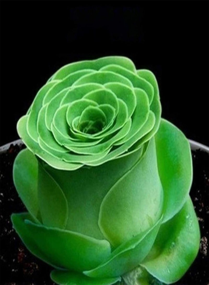 GGOOT Seed for Planting,100Pcs/Bag Succulent Seeds Mini Multi-use Temperature Sensitive Aesthetic Plant Seeds for Desktop Plant Seeds for Office-F - Image 3