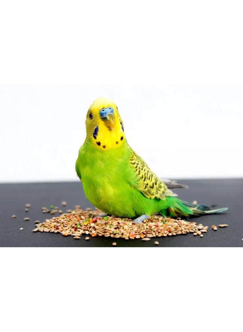 طعام الطيور للببغاوات، مزيج غذاء بذور الطيور طبيعي وصحي، مضاف إليه فيتامين، غذاء طيور مغذي، 2 كجم - Image 3