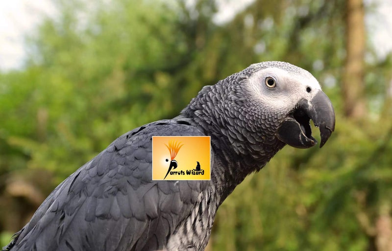 Parrots Wizard Adult Dry Bird Food Imported Large Size Sunflower Seeds For Gray Parrot;Indian Parrot; Macaw;Cockatoo And Exotic Birds (450G), 1 Count - Image 5