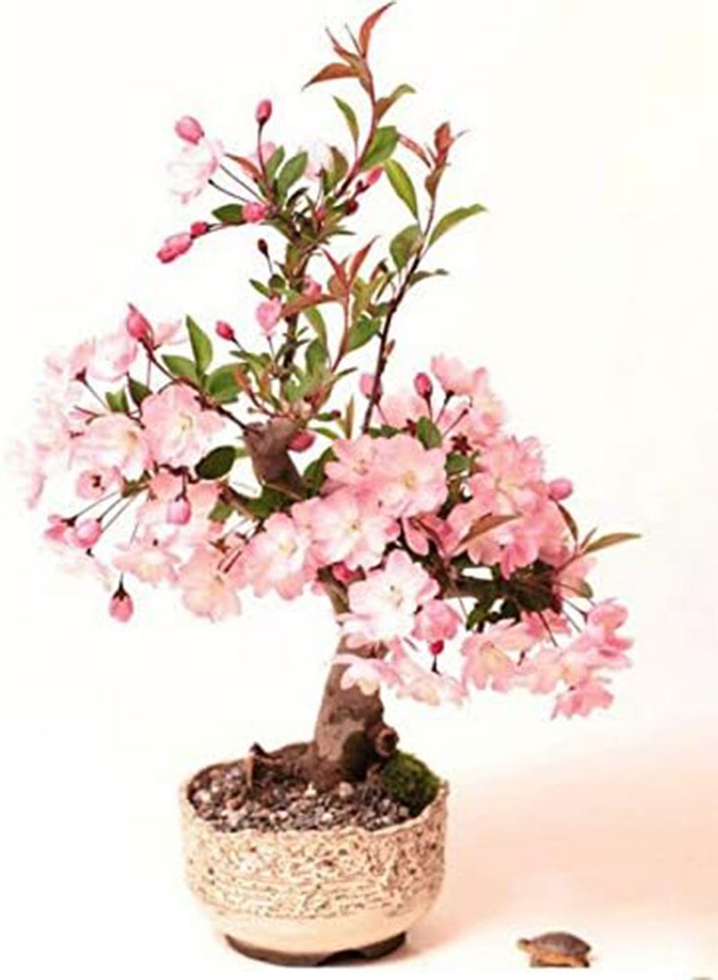 GGOOT Cherry Blossom Bonsai Japanese Sakura Tree Flower Plant 20 Viable Seeds - Image 1