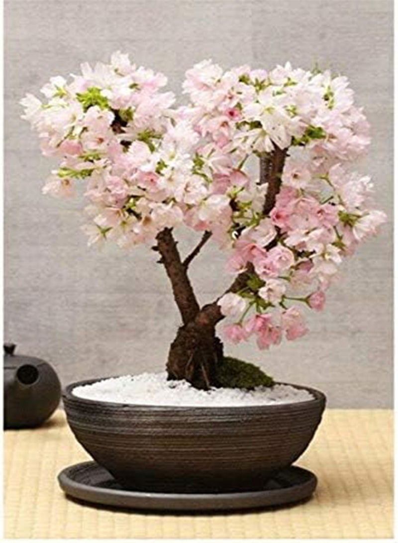 GGOOT Cherry Blossom Bonsai Japanese Sakura Tree Flower Plant 20 Viable Seeds - Image 3