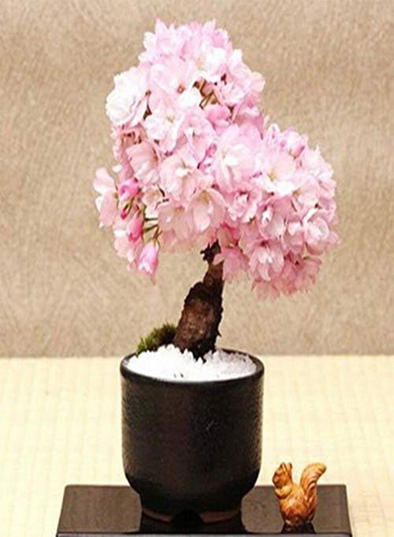 GGOOT Cherry Blossom Bonsai Japanese Sakura Tree Flower Plant 20 Viable Seeds - Image 2
