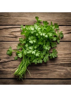 GROW Coriander seeds al-fajr  - Image 2